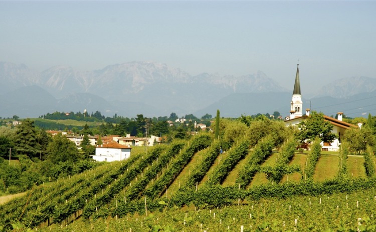 I magnifici vigneti di Breganze.