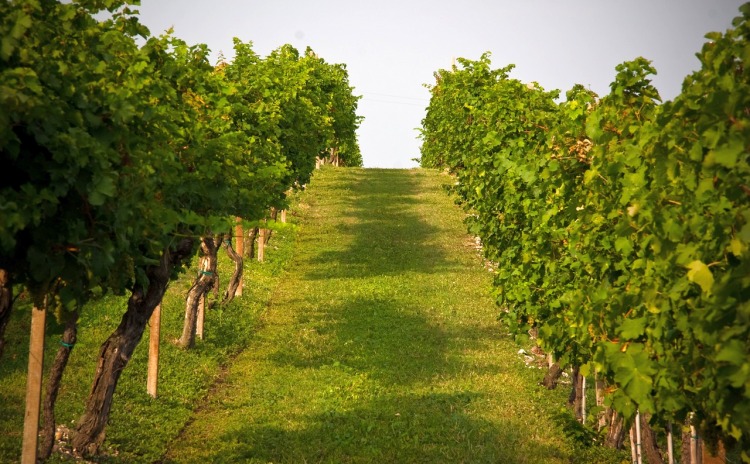 Immagine dei fantastici vigneti di Bardolino.